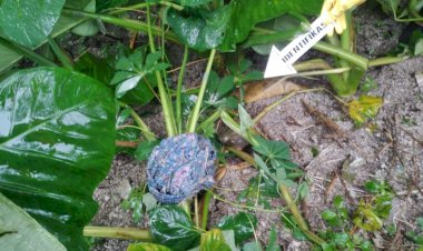 Olah-TKP-Penemuan-Mayat-Oleh-Unit-Identifikasi-Polres--TTS