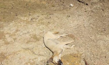 Rabies-Mengancam-Warga-Kecamatan-Amanatun-Selatan,  -Kapolsek-dan-Warga-Tertibkan-HPR