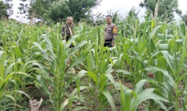 Bhabinkamtibmas-Desa-Telukh-Pantau-Perkembangan-Jagung-Program-Inovasi-Kapolda-NTT