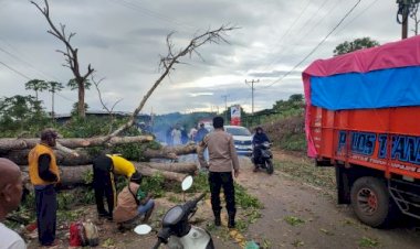 Respon-cepat -Polres-TTS-Atasi-Pohon-Tumbang, -Lalu-Lintas-Kembali-Kondusif