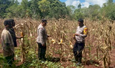 Sinergi-Polri-dan-Petani-Polen:-Panen-Jagung-di-Lahan-CPCL