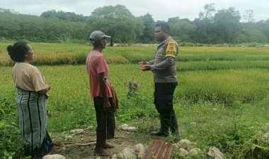 Dukung-Ketahanan-Pangan,-Bhabinkamtibmas-Polsek-Amanuban-Timur-Sambangi-Petani-Padi-di-Sawah-Toiliuksaen,-Desa-Billa