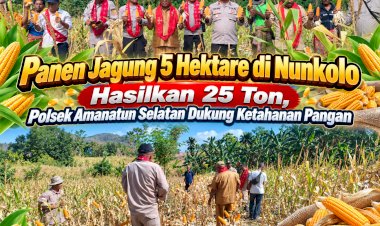 Panen-Jagung-5-Hektare-di-Nunkolo-Hasilkan-25-Ton,-Polsek-Amanatun-Selatan-Dukung-Ketahanan-Pangan