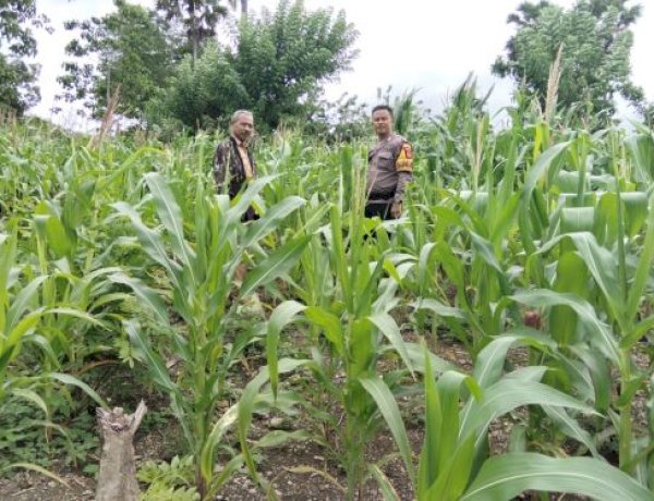 Bhabinkamtibmas Desa Telukh Pantau Perkembangan Jagung Program Inovasi Kapolda NTT