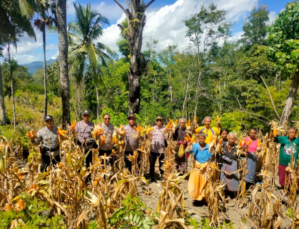 Dukung Ketahanan Pangan, Polsek Amanuban Timur Gelar Panen Jagung Perdana di Desa Teluk
