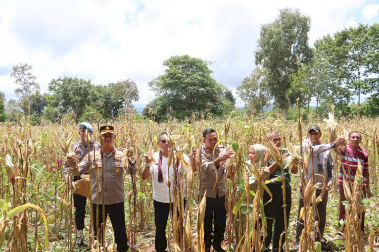 Dukung ketahanan Pangan, Polres TTS Panen raya Jagung