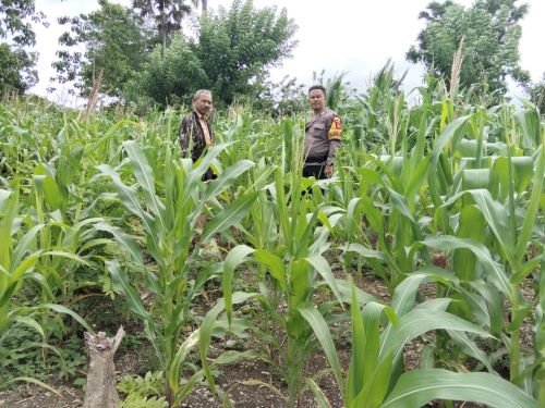 Bhabinkamtibmas Desa Telukh Pantau Perkembangan Jagung Program Inovasi Kapolda NTT