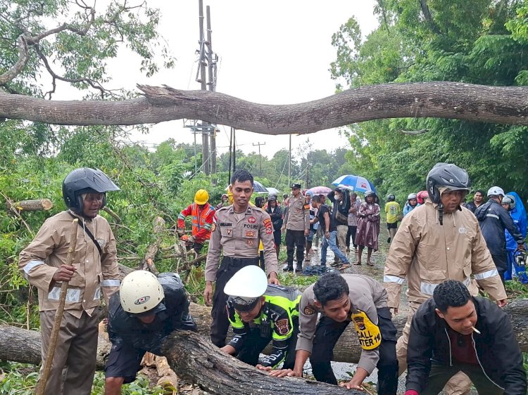 Gerak Cepat Aparat Polres TTS & BPBD TTS ,PLN Ranting SoE Atasi Pohon Tumbang Di Jalan Trans Utara SoE-Kapan