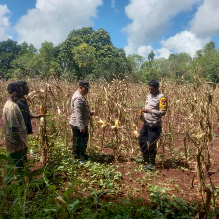 Sinergi Polri dan Petani Polen: Panen Jagung di Lahan CPCL
