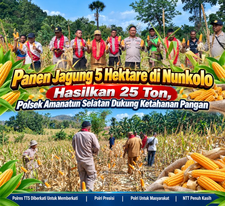 Panen Jagung 5 Hektare di Nunkolo Hasilkan 25 Ton, Polsek Amanatun Selatan Dukung Ketahanan Pangan